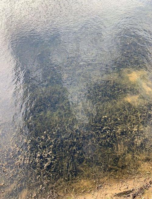江苏省沉水植物轮叶黑藻把子草水产养殖