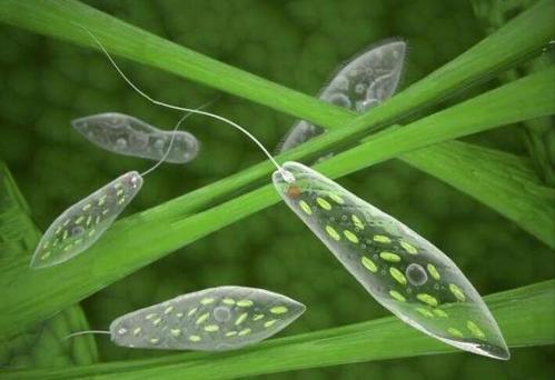 微藻有什么用?|微藻|小球藻|水产养殖
