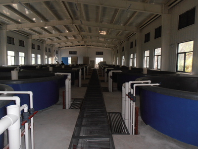 广州中航供应室内、工厂化循环水养殖系统