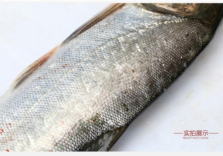 专业供应新鲜活鱼 生态水产养殖白鲢 优质白鲢鱼新鲜鱼类水产批发